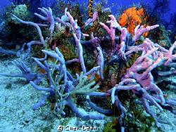 Nothing but color ~~~~ by Cheri Denn 